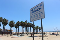 Muscle