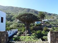 Drago Milenario