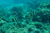 Snorkelen