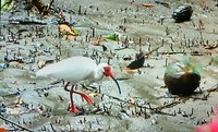 Witte Ibis