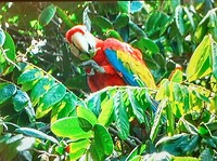 Red macaw