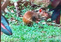 Agouti