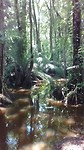 Uvita