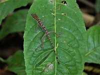 P1070524