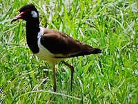 Red wattled lapwing