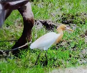 Eastern cattle egret