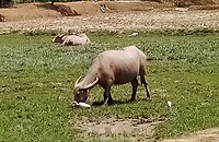 Waterbuffels