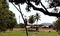 Laman padi