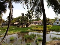 Laman padi