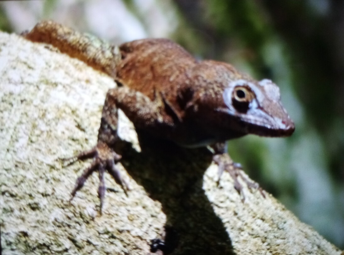 Anolis