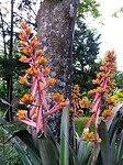 Prachtig bloeiende bromelia in de tuin van Guacima Escondida