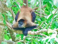 Slingeraap