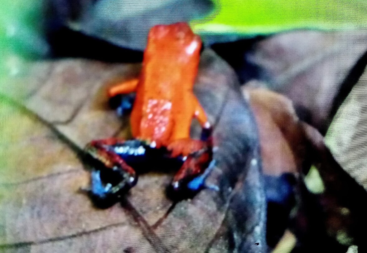 Pumilio