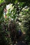 Struinen door de jungle op zoek naar….