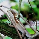 Basilisk