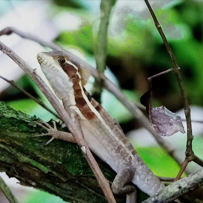 Basilisk