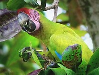 Lapa verde