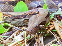 Boa constrictor