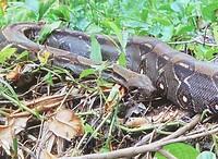 Boa constrictor