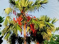 Palm in bloei