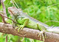 Groene leguaan