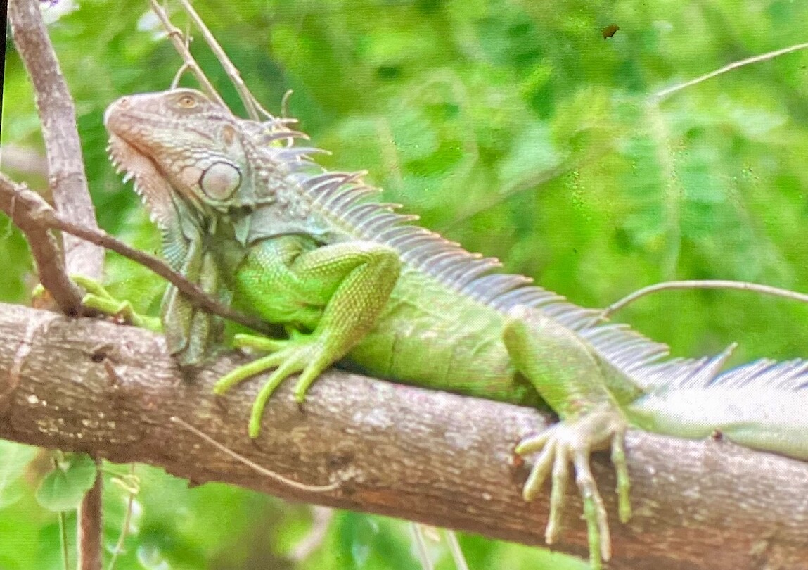 Groene leguaan