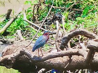 Blauwe reiger