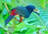 Cariari