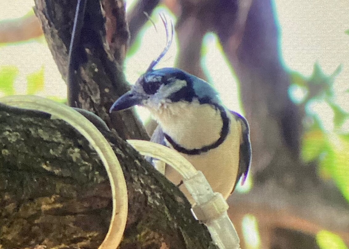 Blue Jay
