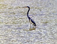 Jonge reiger in de rio Uvita