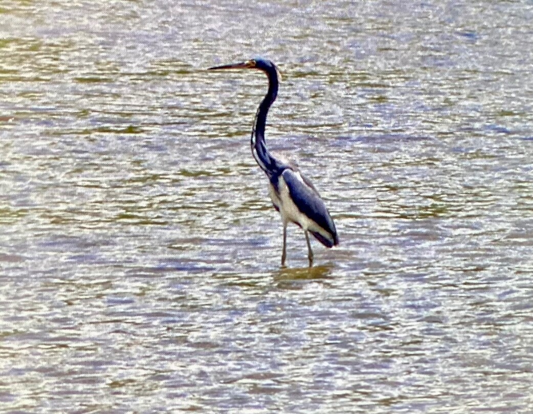 Jonge reiger in de rio Uvita