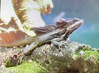 Basilisk