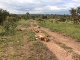 5 male lions