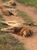 Male lions