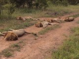 5 male lions
