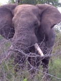 Elephant bull