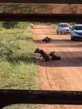 Hyenahonden