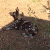 Hyenahonden