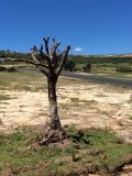 Lesotho