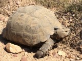 Leeuwpaardschildpad