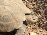 Leeuwpaardschildpad