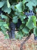 Shiraz druiven, suikergehalte 19%.