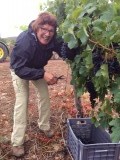 Shiraz druiven plukken