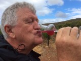 Na de druivenpluk: een glaasje druivensap van Shiraz druiven