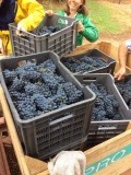 We plukten Shiraz en Pinotage druiven, beide ook heel lekker om te eten