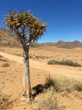 Kokerboom