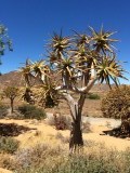 Kokerboom