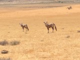 Gemsbok of oryx