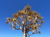Kokerboom