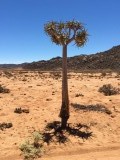 Kokerboom in Goegap natuurreservaat